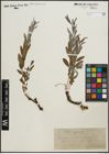 Foto von Salix repens subsp. rosmarinifolia (L.) Andersson